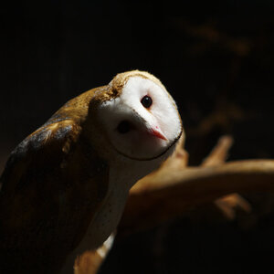 Barn Owl